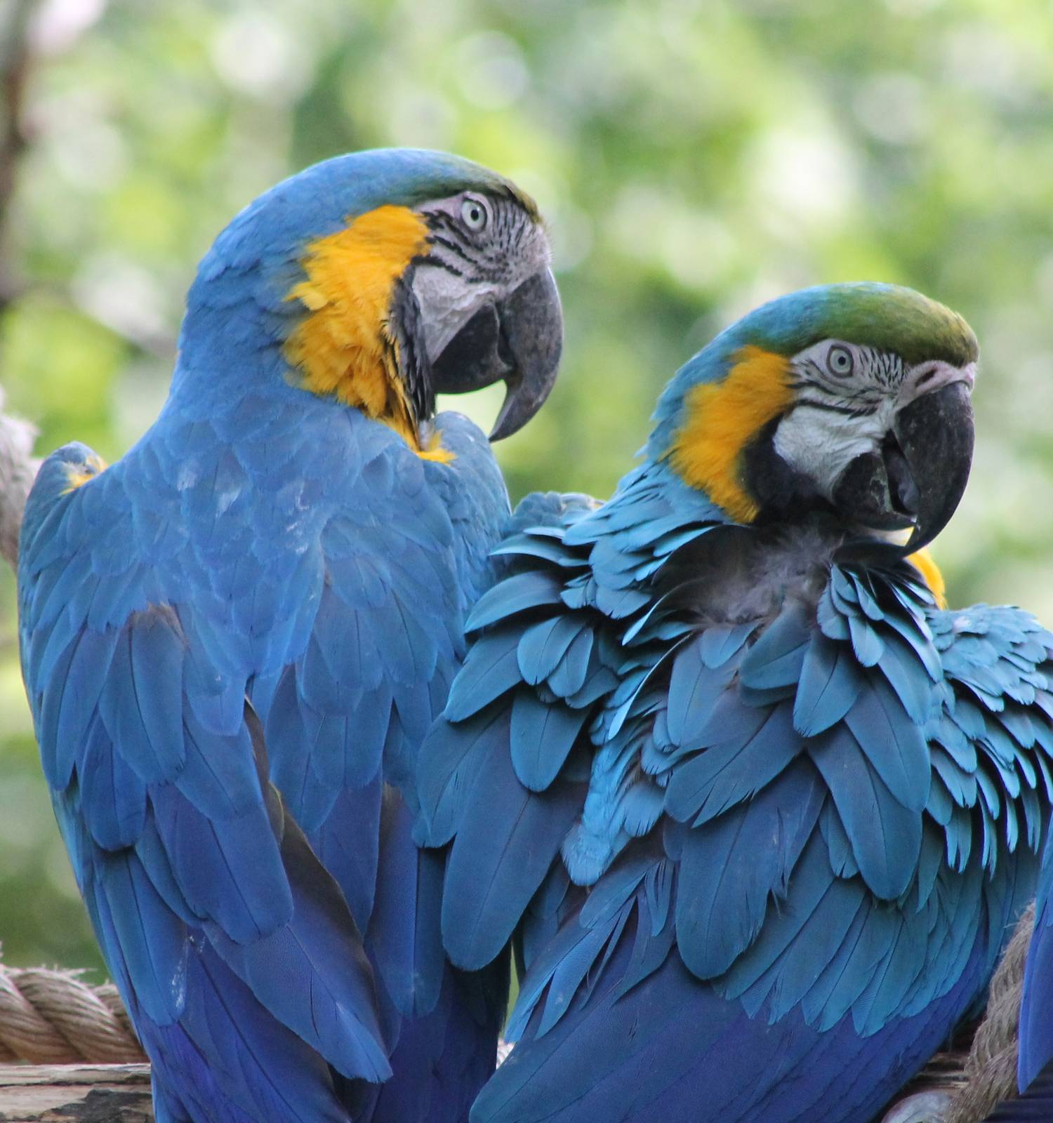 Blue and yellow macaws