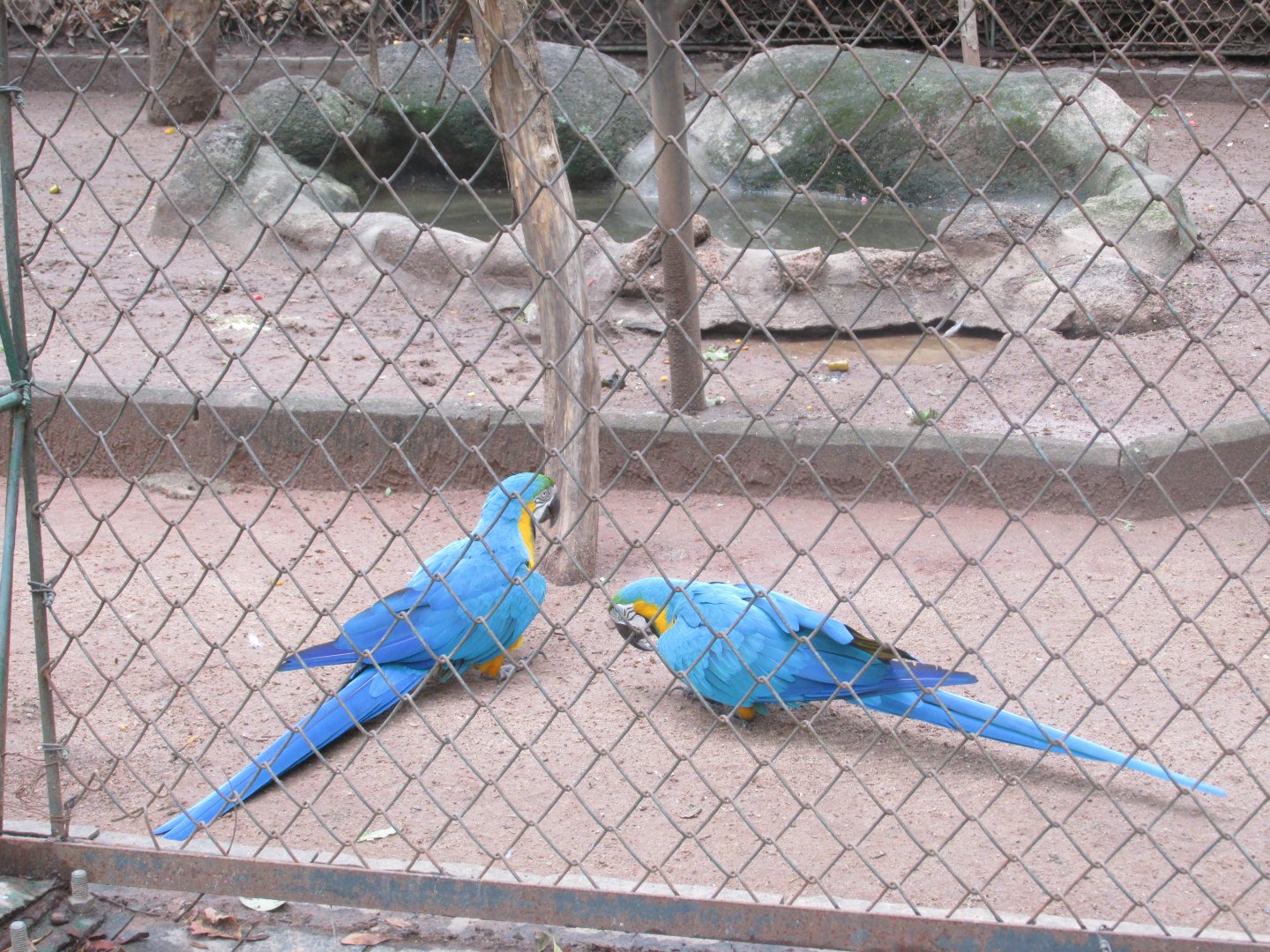 blue and yellow macaws