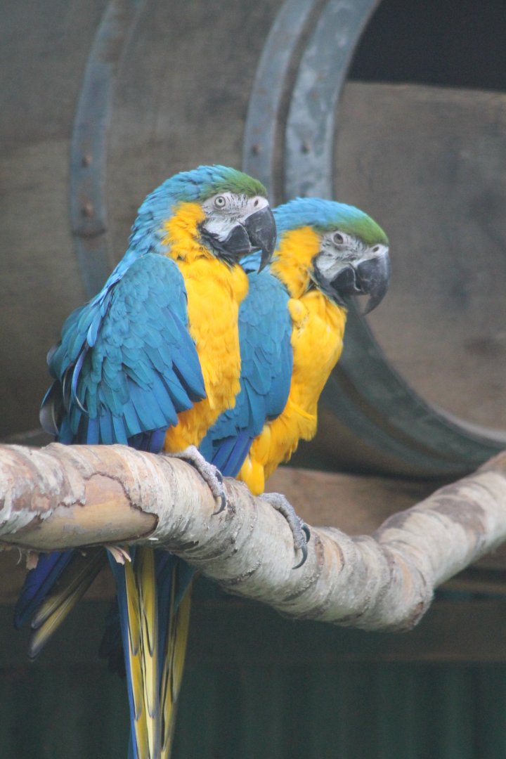 Blue and yellow macaws