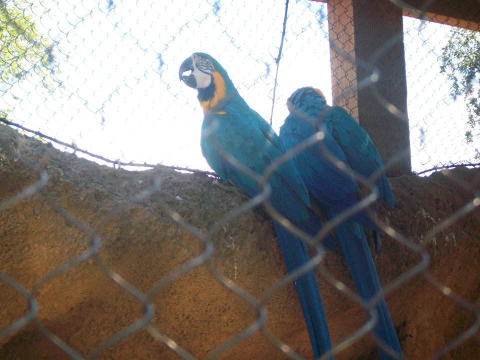 Blue-and-yellow macaws