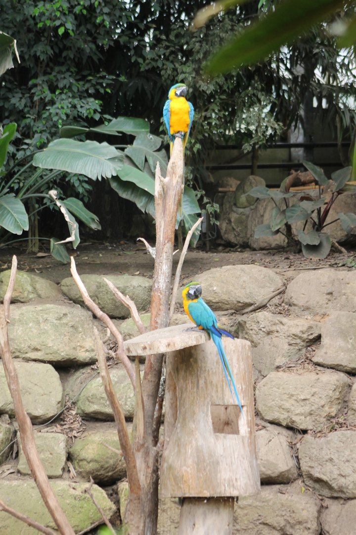Blue and yellow macaws