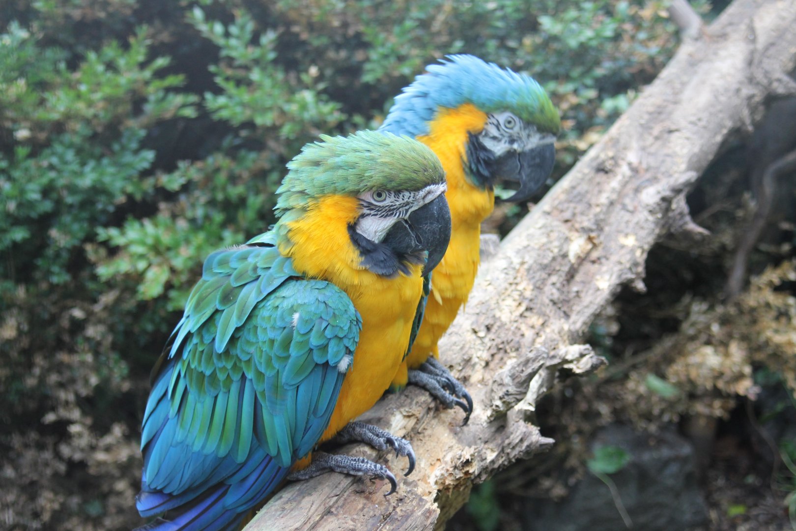 Blue and yellow macaws