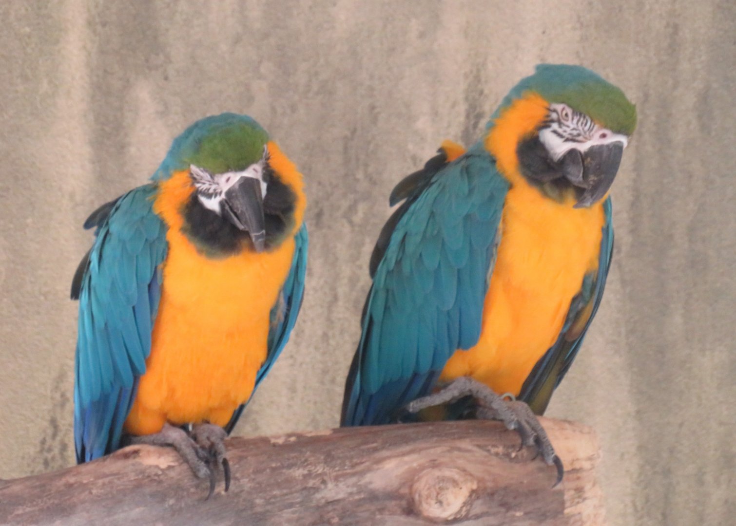 Blue-and-yellow macaws