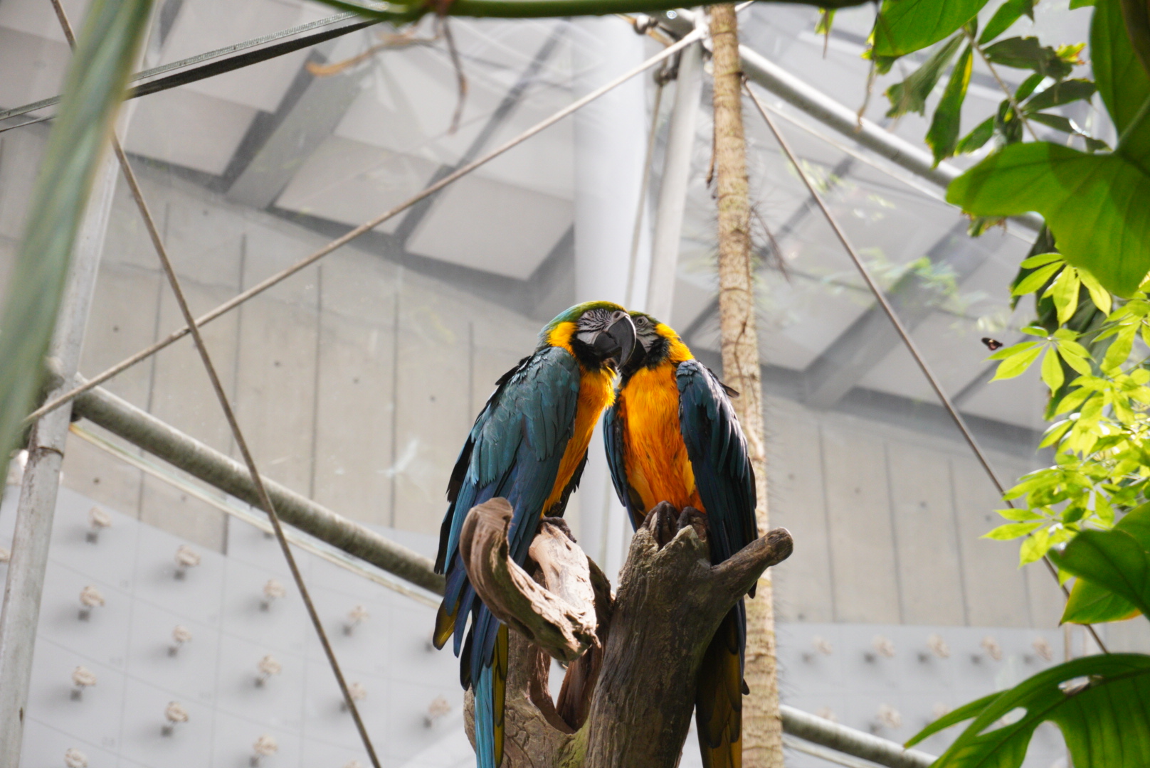Blue and Yellow Macaws