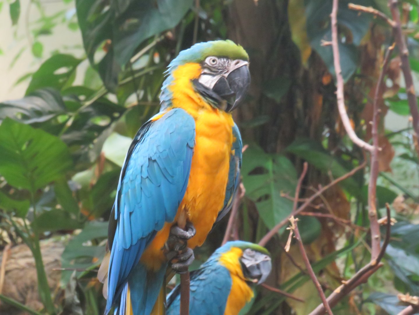 Blue-and-yellow macaws