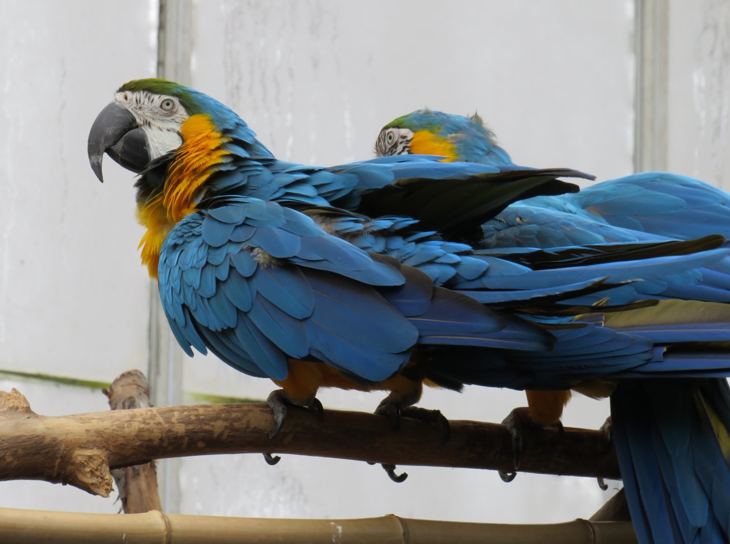 Blue-and-yellow macaws