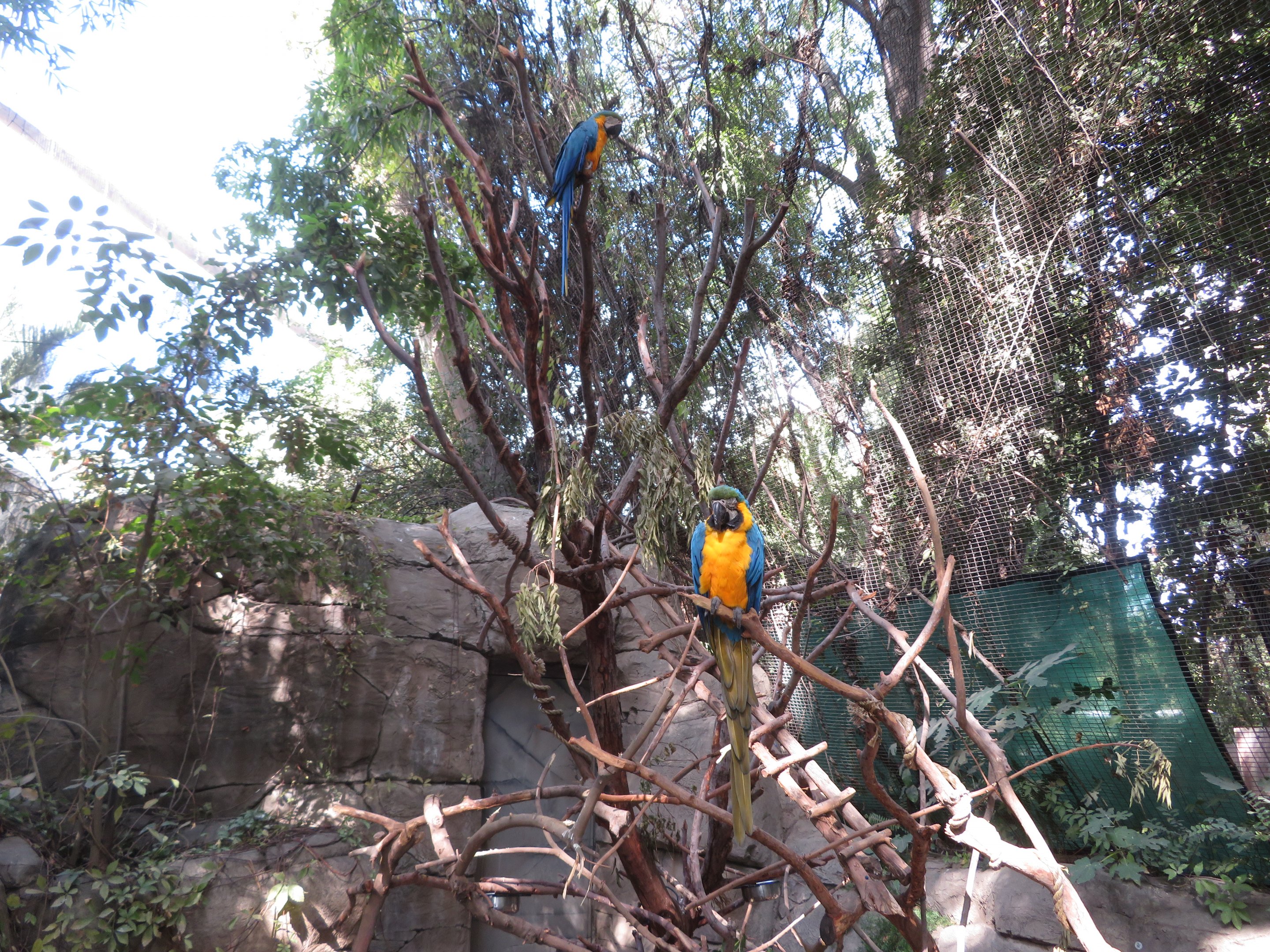 Blue-and-Yellow Macaws
