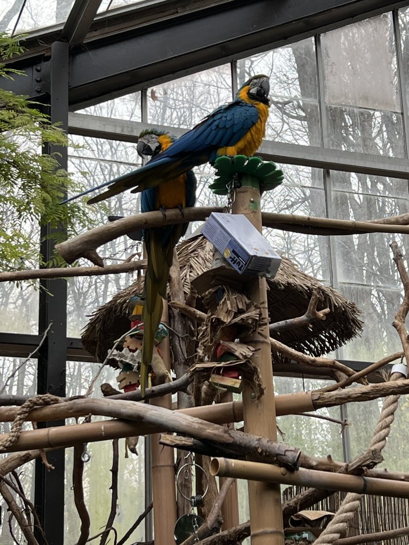 Blue-and-Yellow Macaws