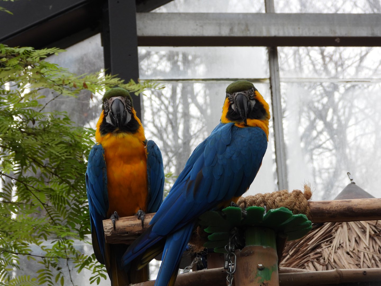 Blue-and-yellow macaws
