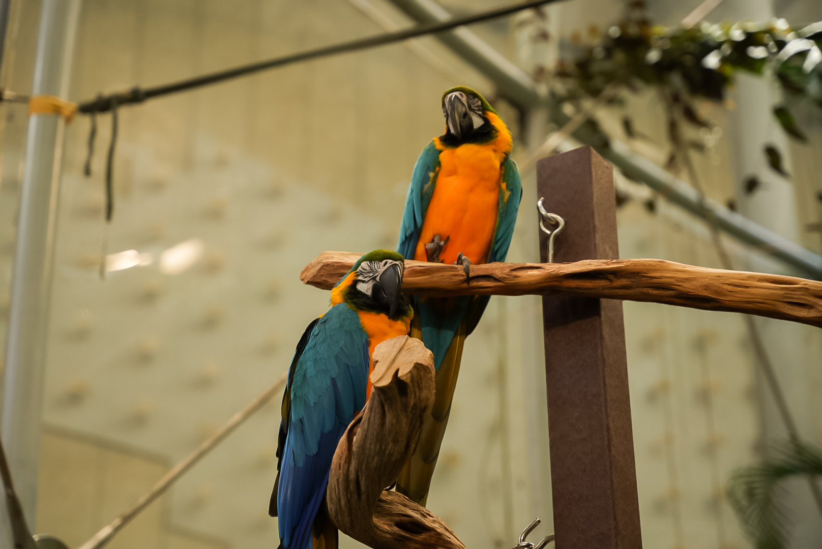 Blue-and-Yellow Macaws