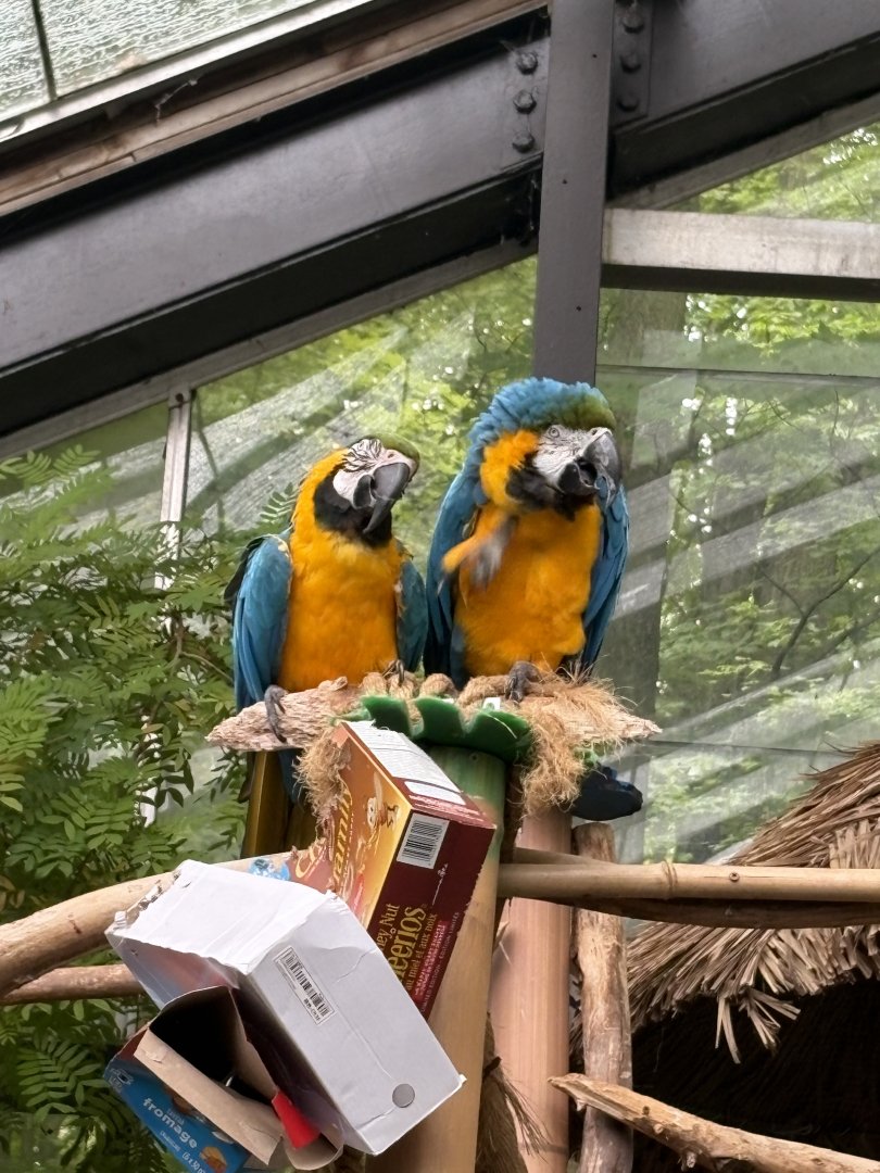 Blue-and-Yellow Macaws