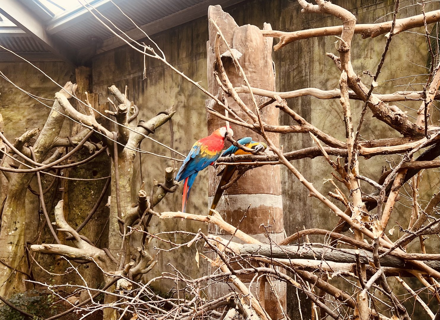 Blue and Yellow & Scarlet Macaws