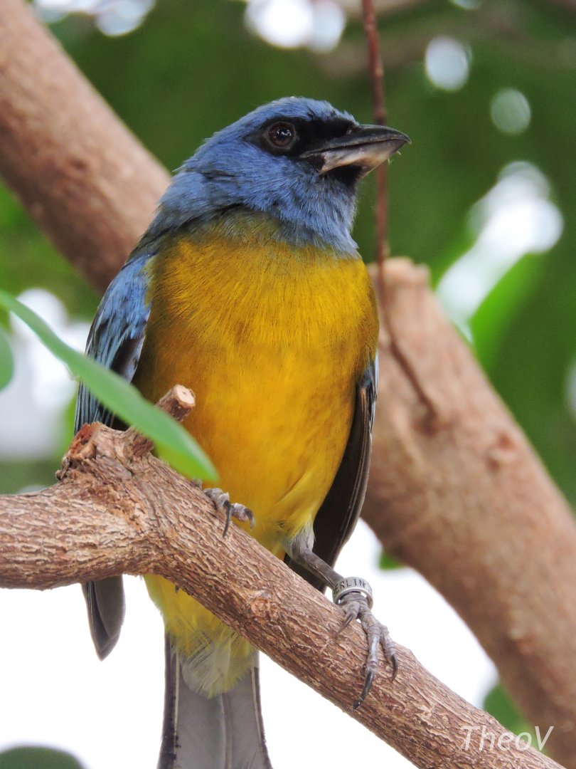 Blue-and-yellow tanager [2017]