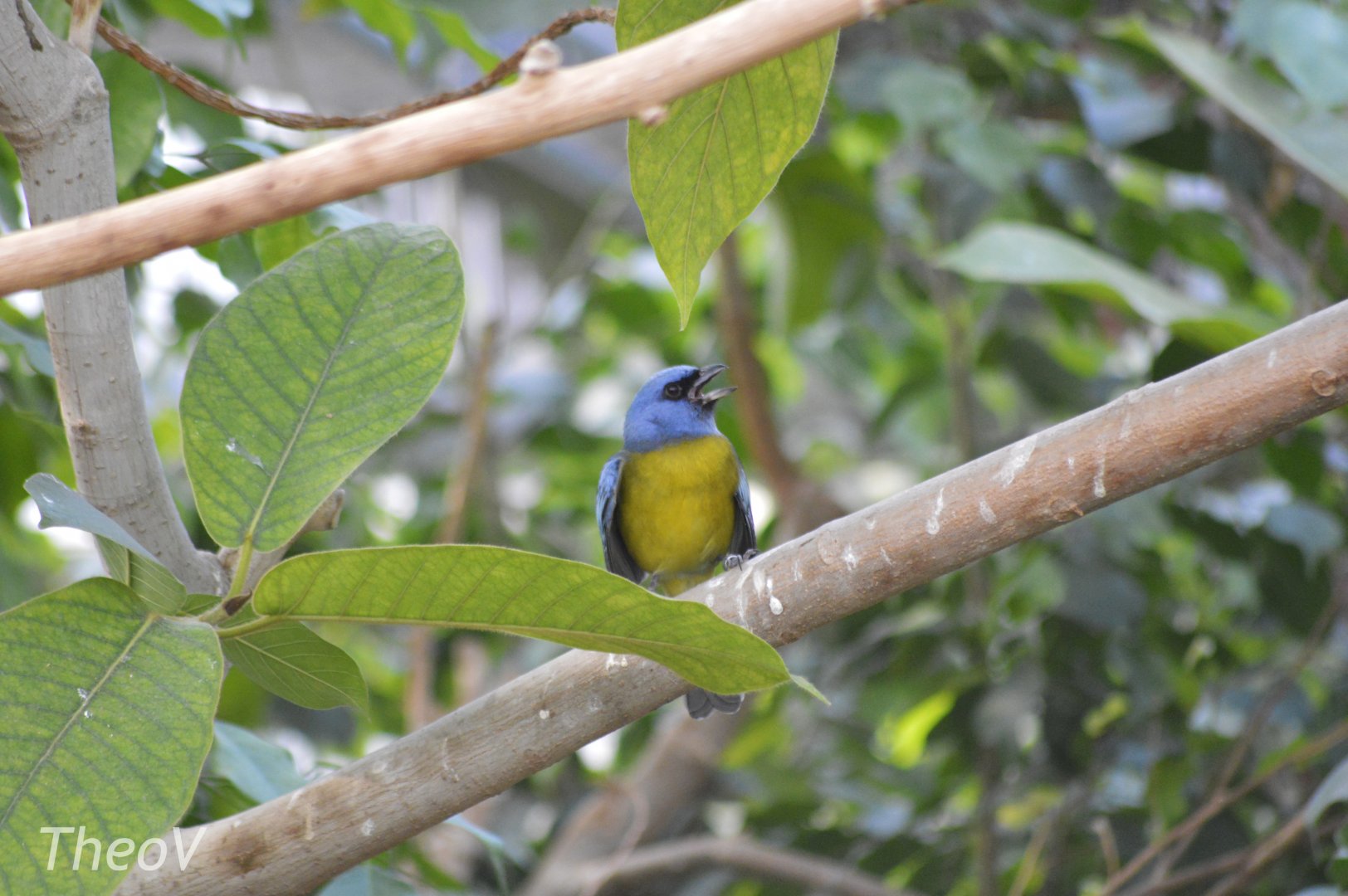 Blue-and-yellow tanager [2018]