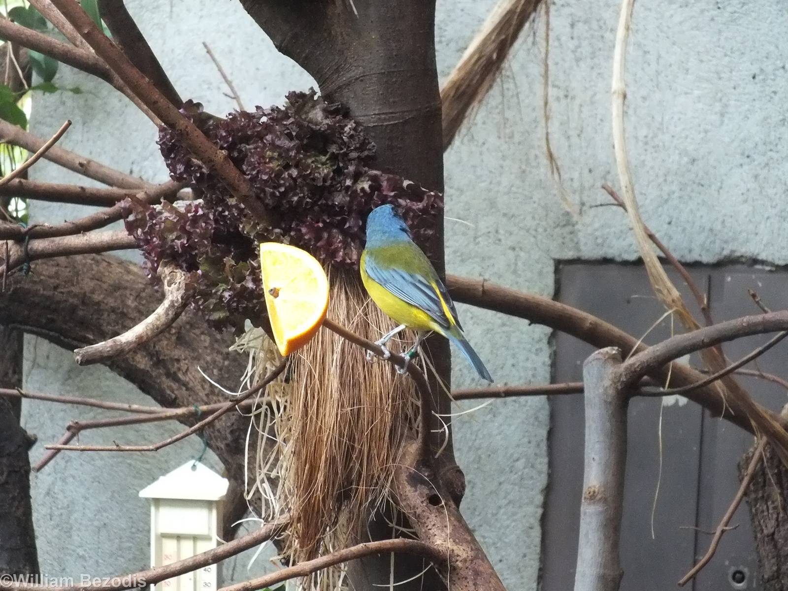 Blue-and-yellow Tanager in South American Section of Bird house