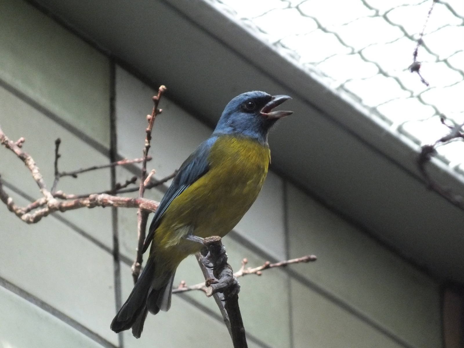 Blue-and-Yellow Tanager (Thraupis bonariensis) at Tierpark Berlin - 3 April