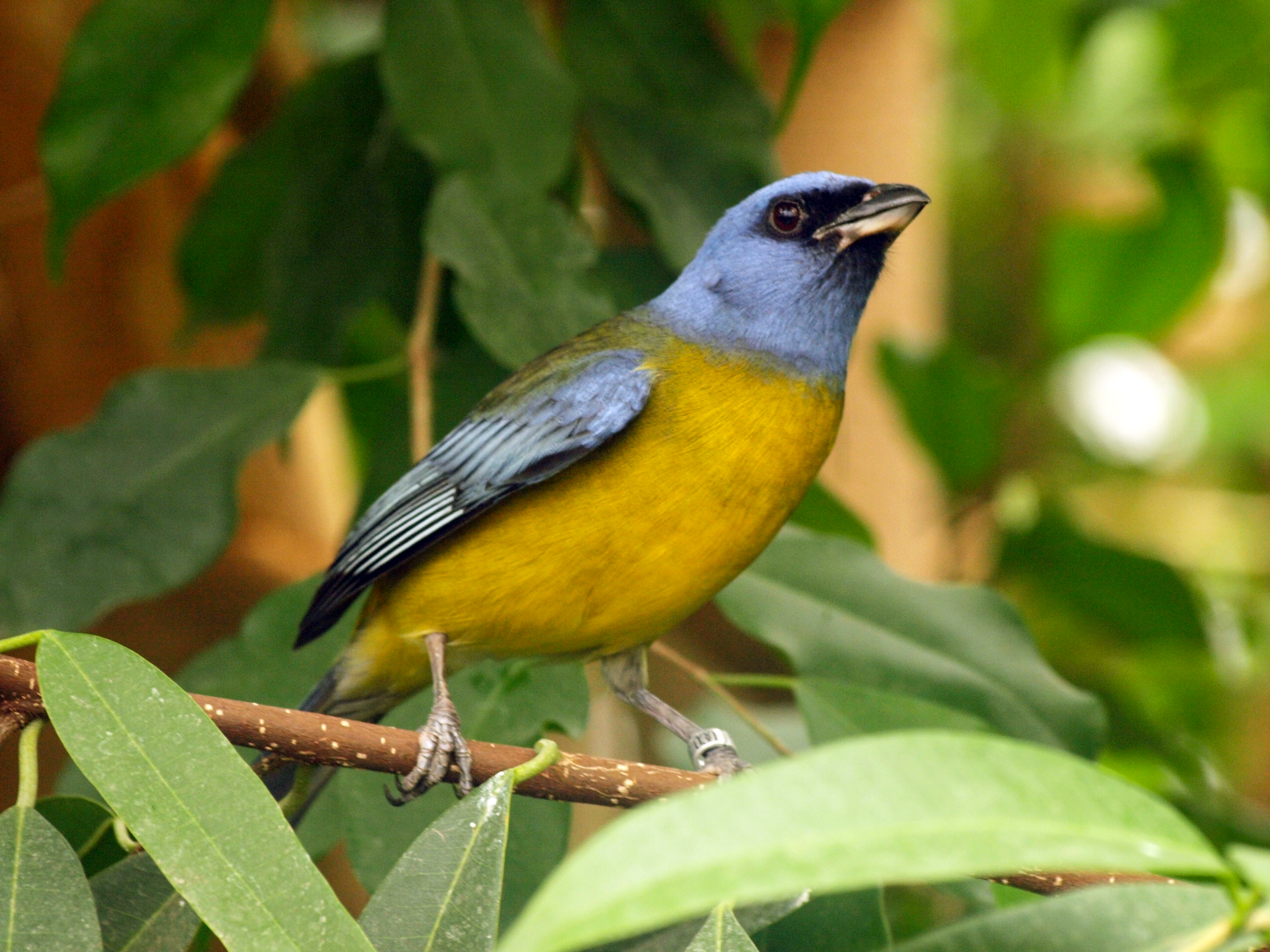 Blue and yellow tanager