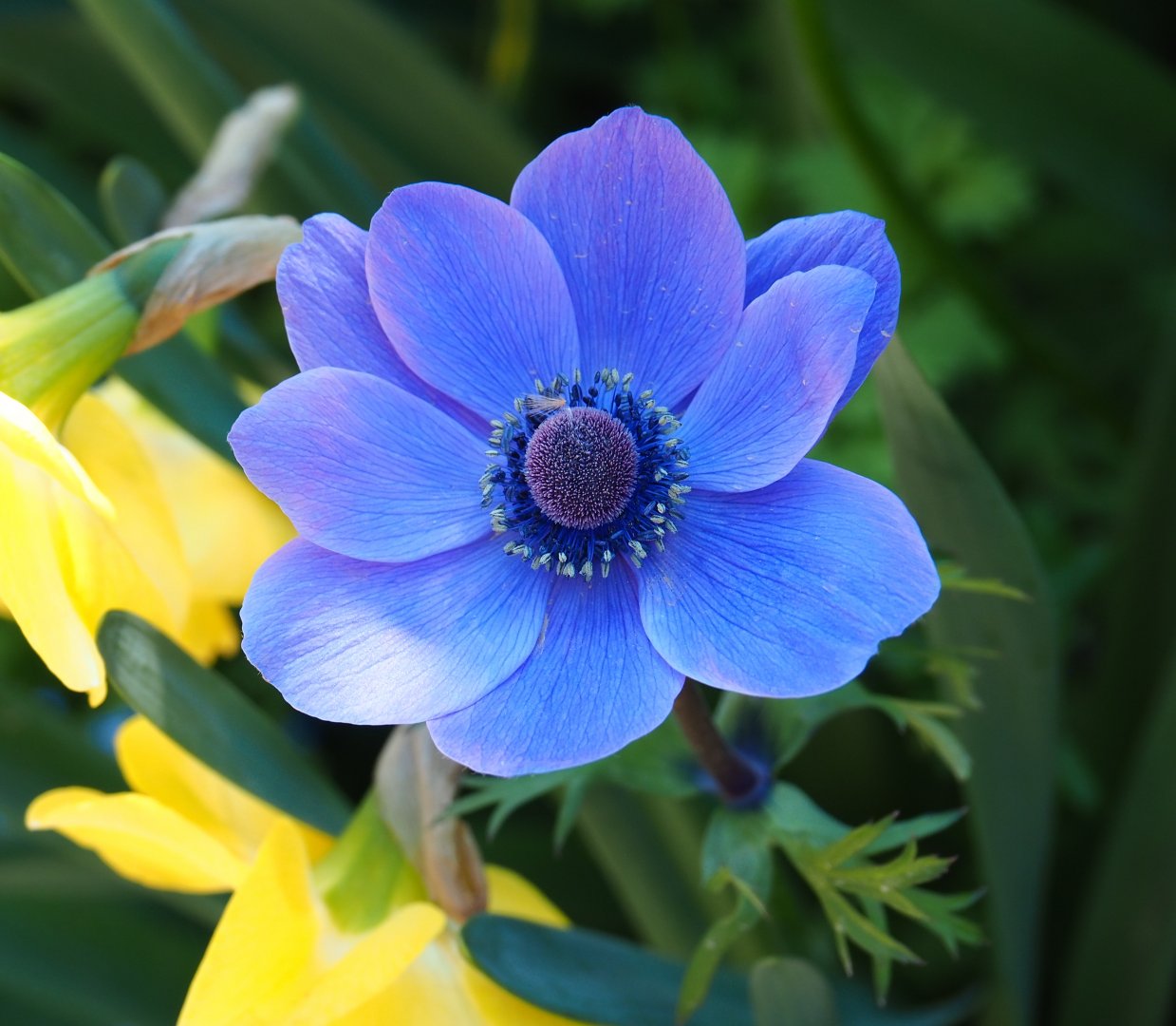 Blue anemone flower (Anemone species), 2019-04-20