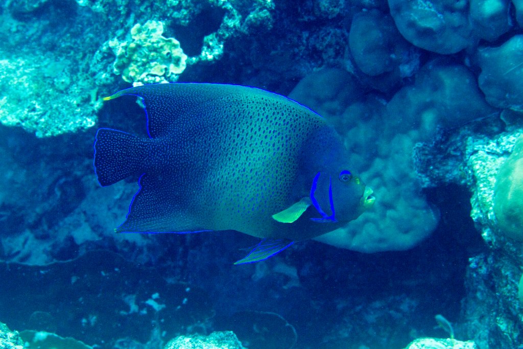 Blue Angelfish