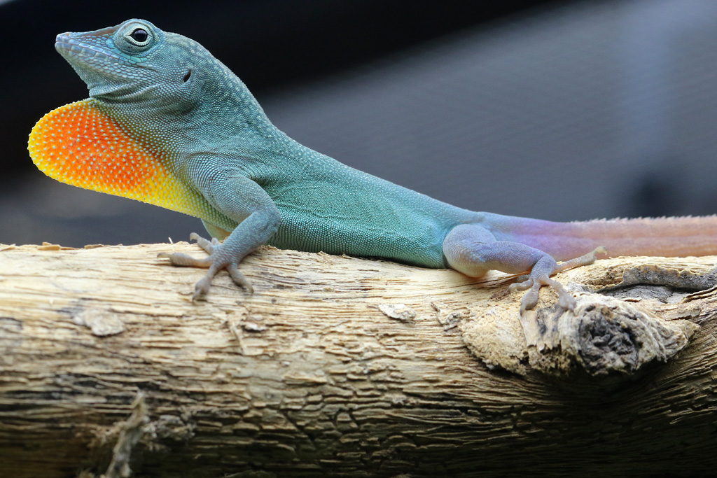 Blue Anole at Chester Zoo 11022017