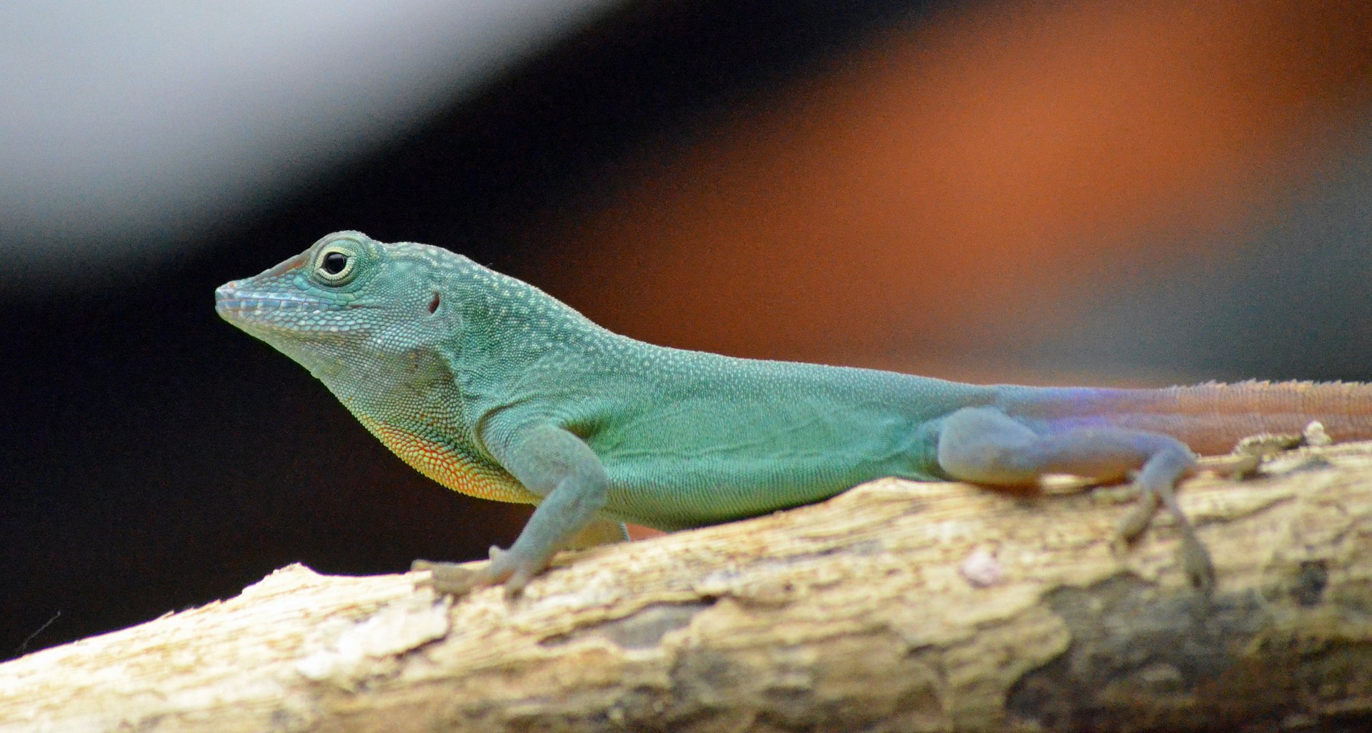 BLUE ANOLE - CHESTER ZOO 04 03 2017