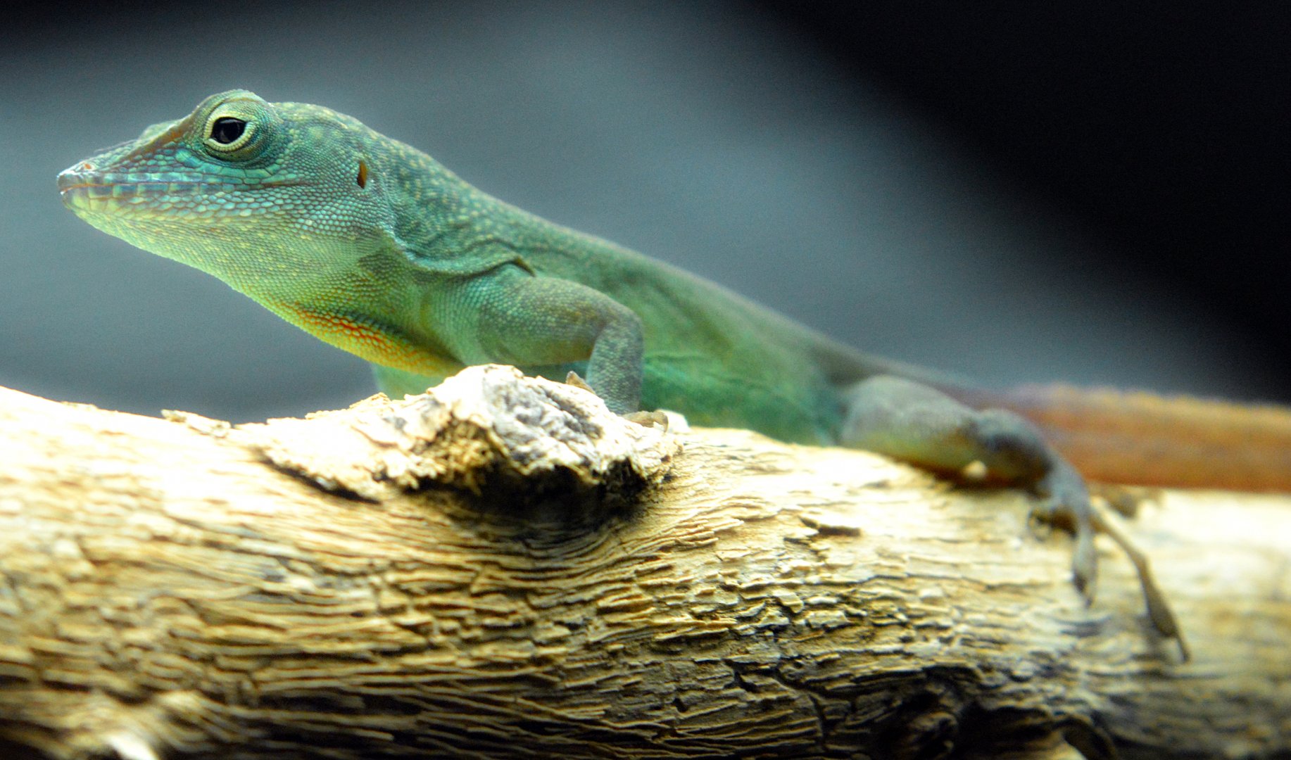 Blue Anole
