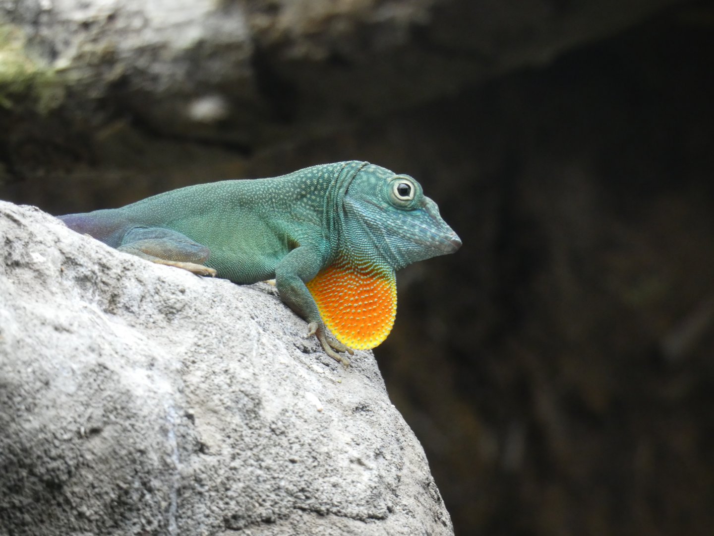 Blue Anole