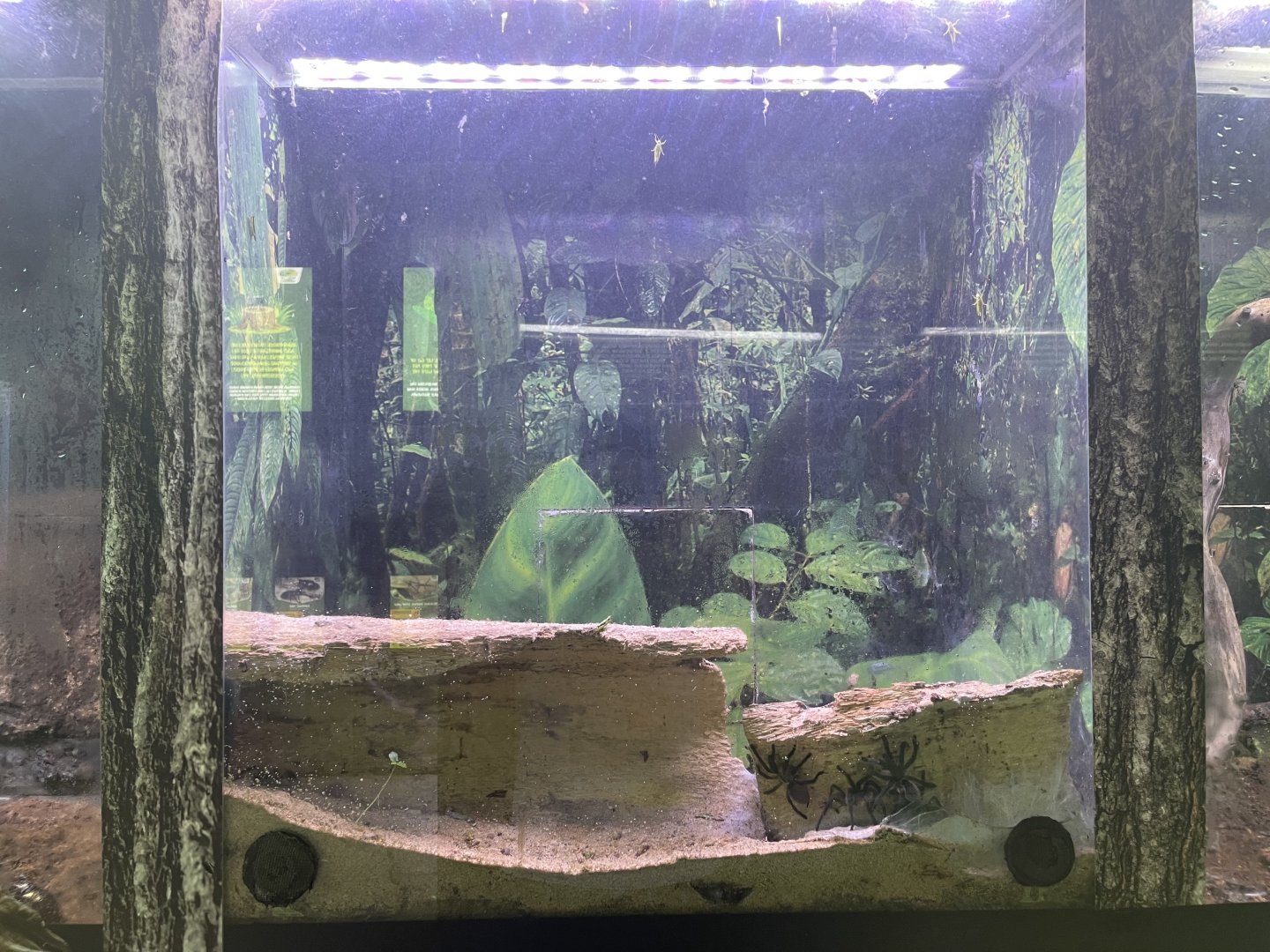 blue baboon tarantula exhibit - aviary park