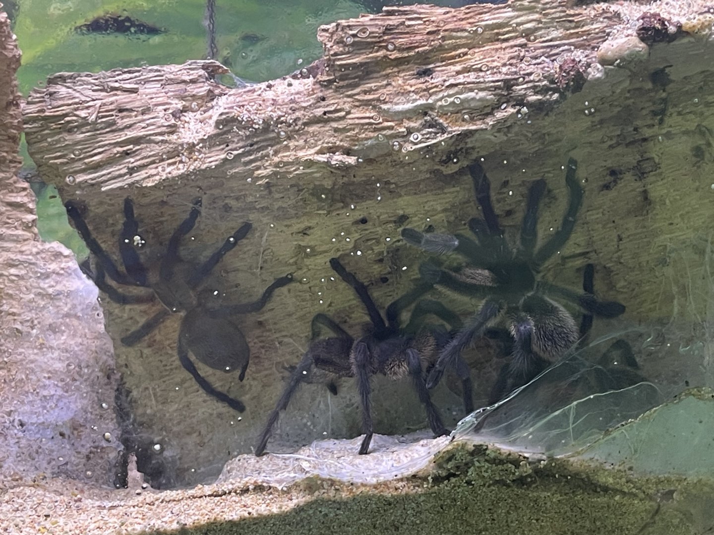 blue baboon tarantula (monocentropus balfouri) - aviary park