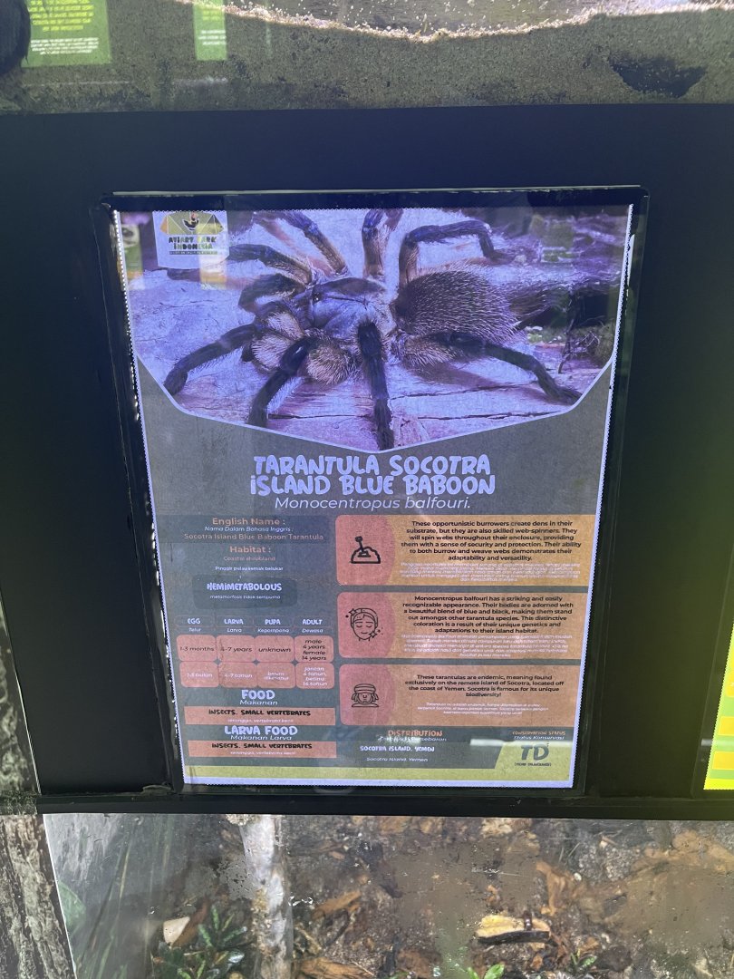 blue baboon tarantula signage - aviary park