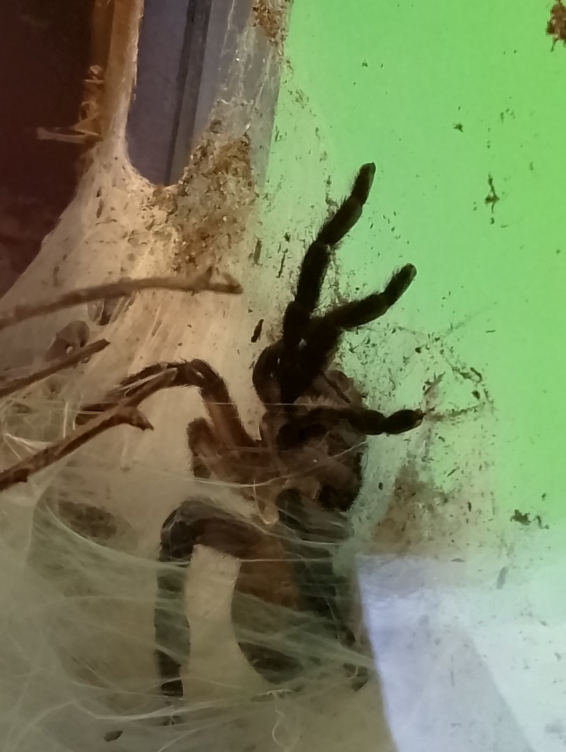 Blue baboon tarantula