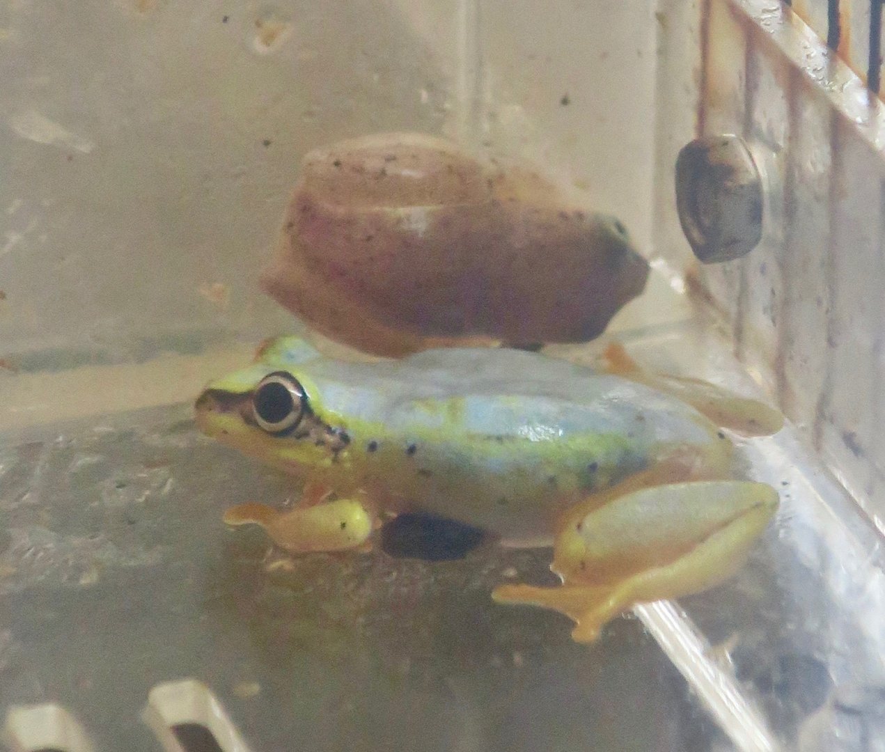 Blue-Back Reed Frog (Heterixalus madagascariensis)