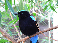 Blue-backed fairy-bluebird