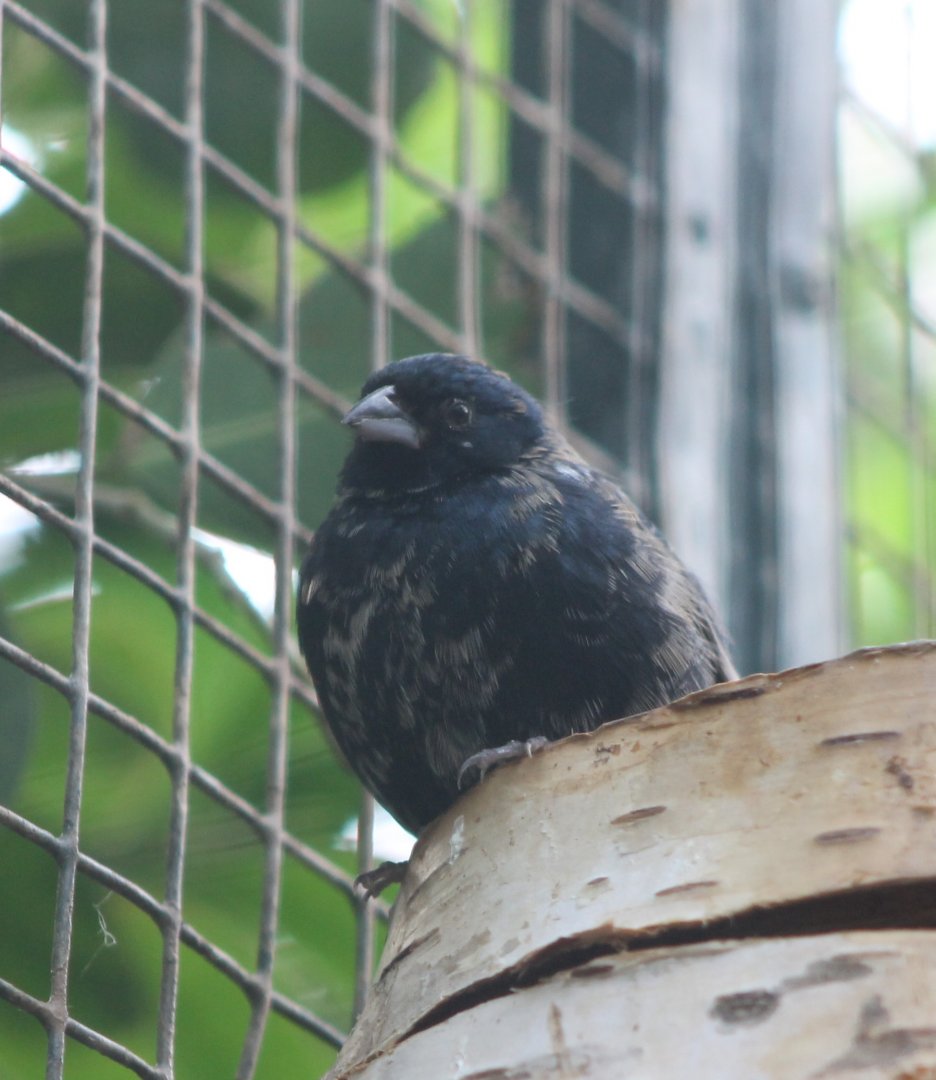 Blue-backed grassquit - Volatinia jacarina
