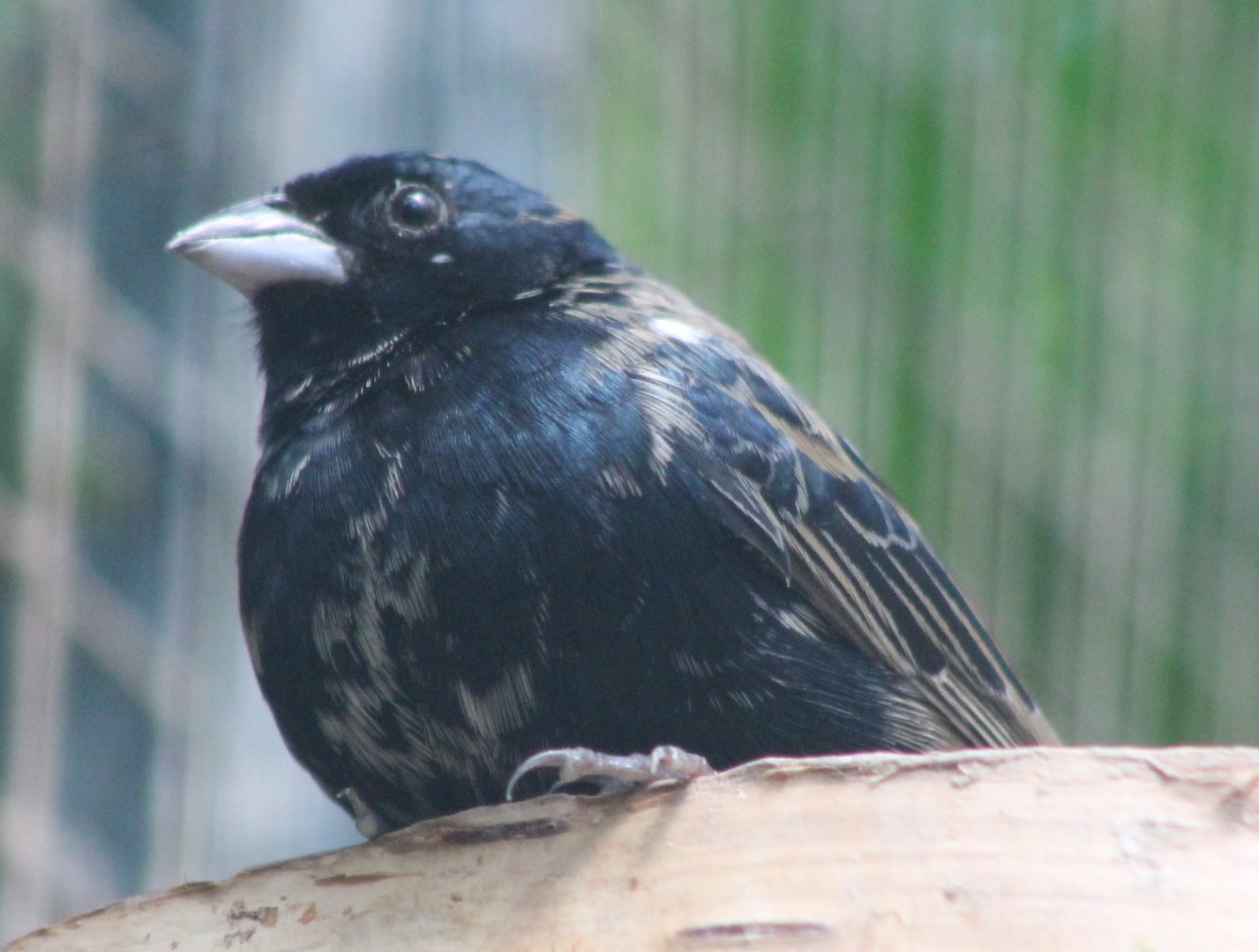Blue-backed grassquit