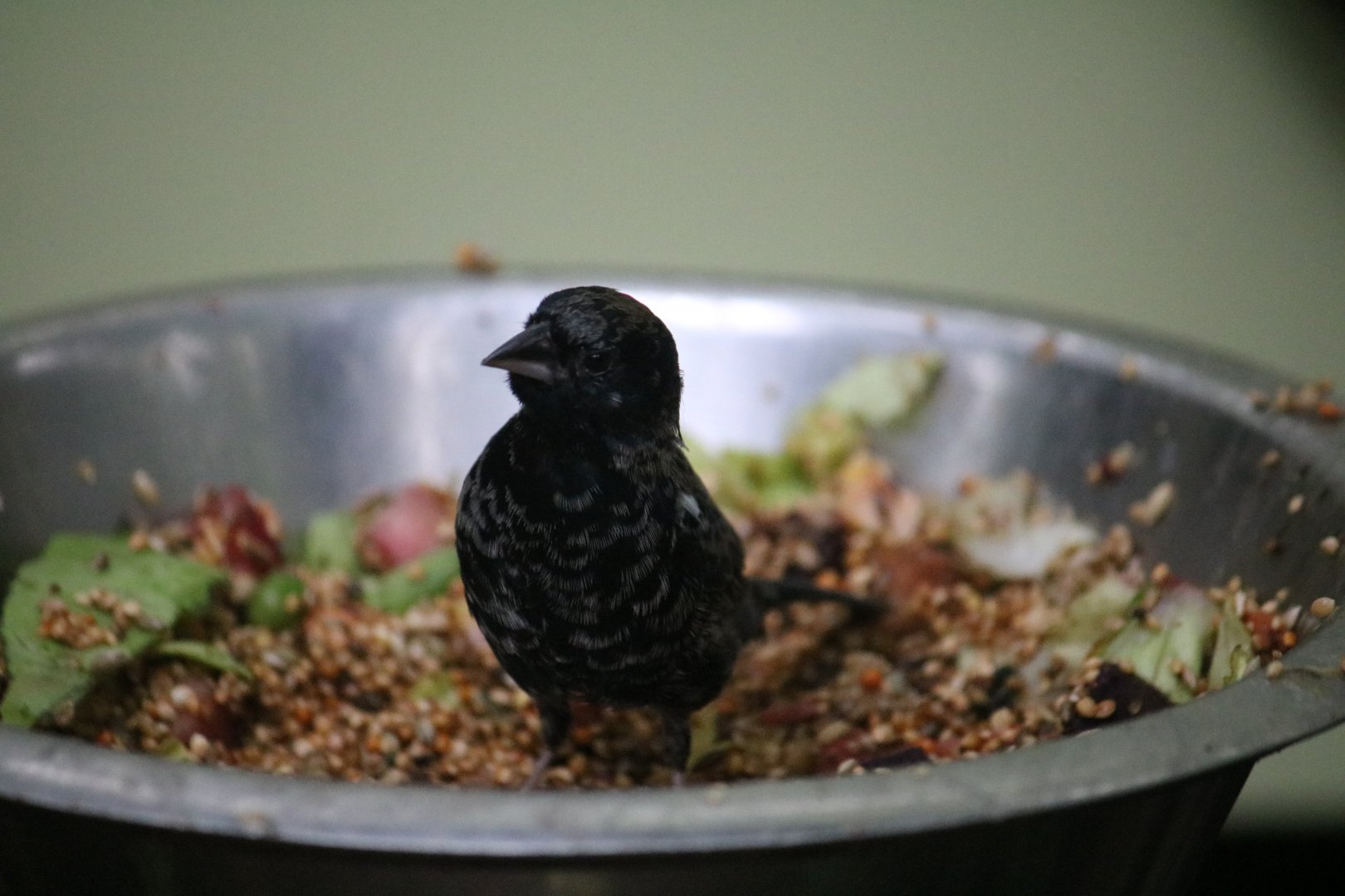 Blue-backed grassquit