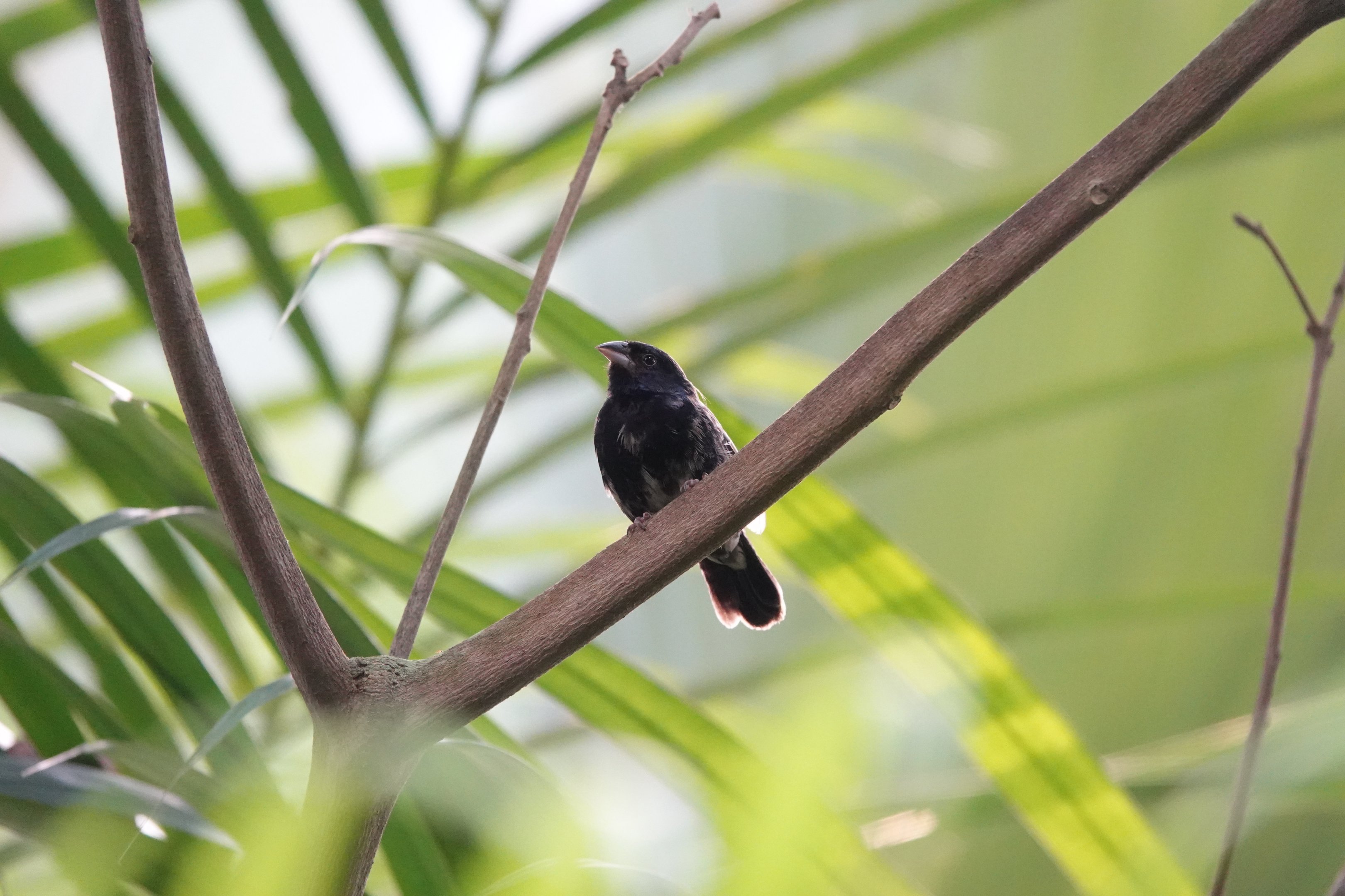 Blue-backed grassquit