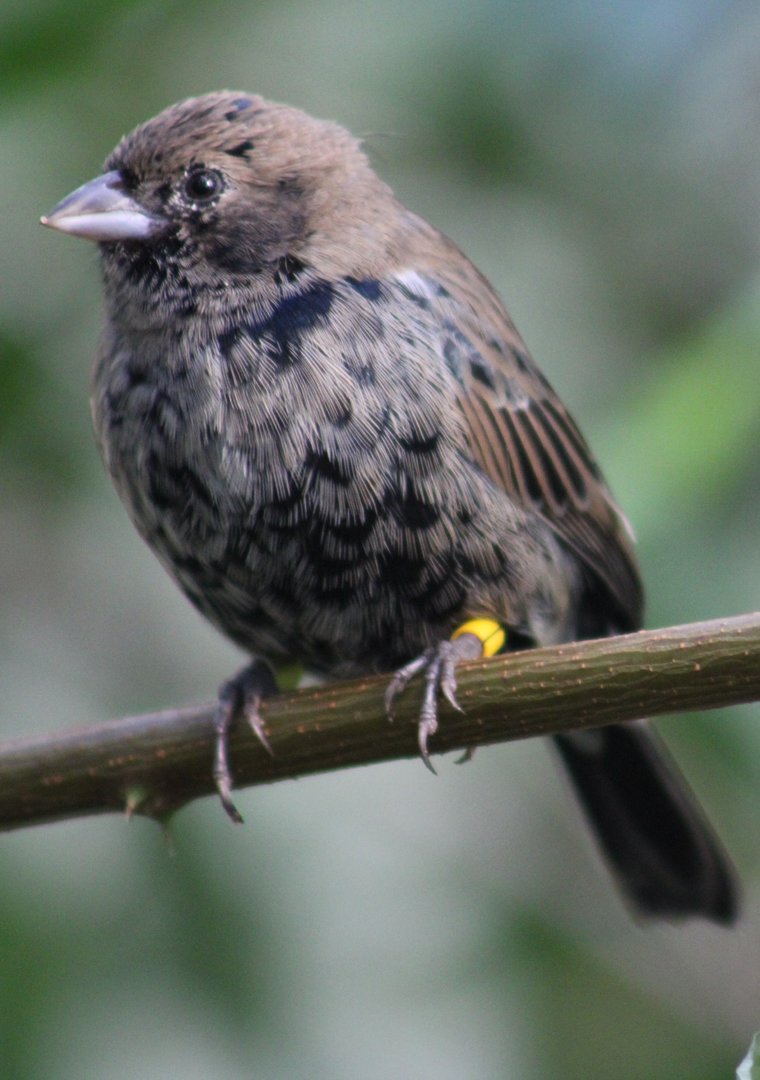 Blue-backed grassquit
