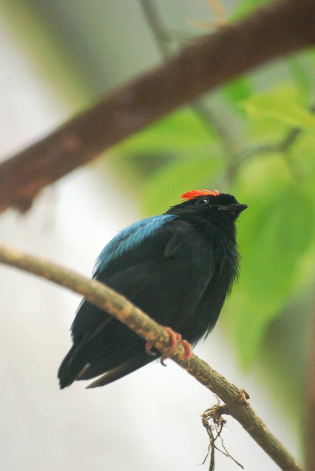 Blue-backed Manakin at Vienna, 16/06/13