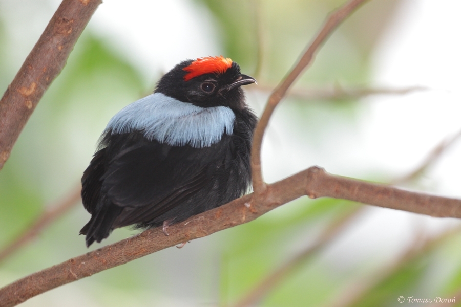 Blue-backed Manakin (Chiroxiphia pareola) male