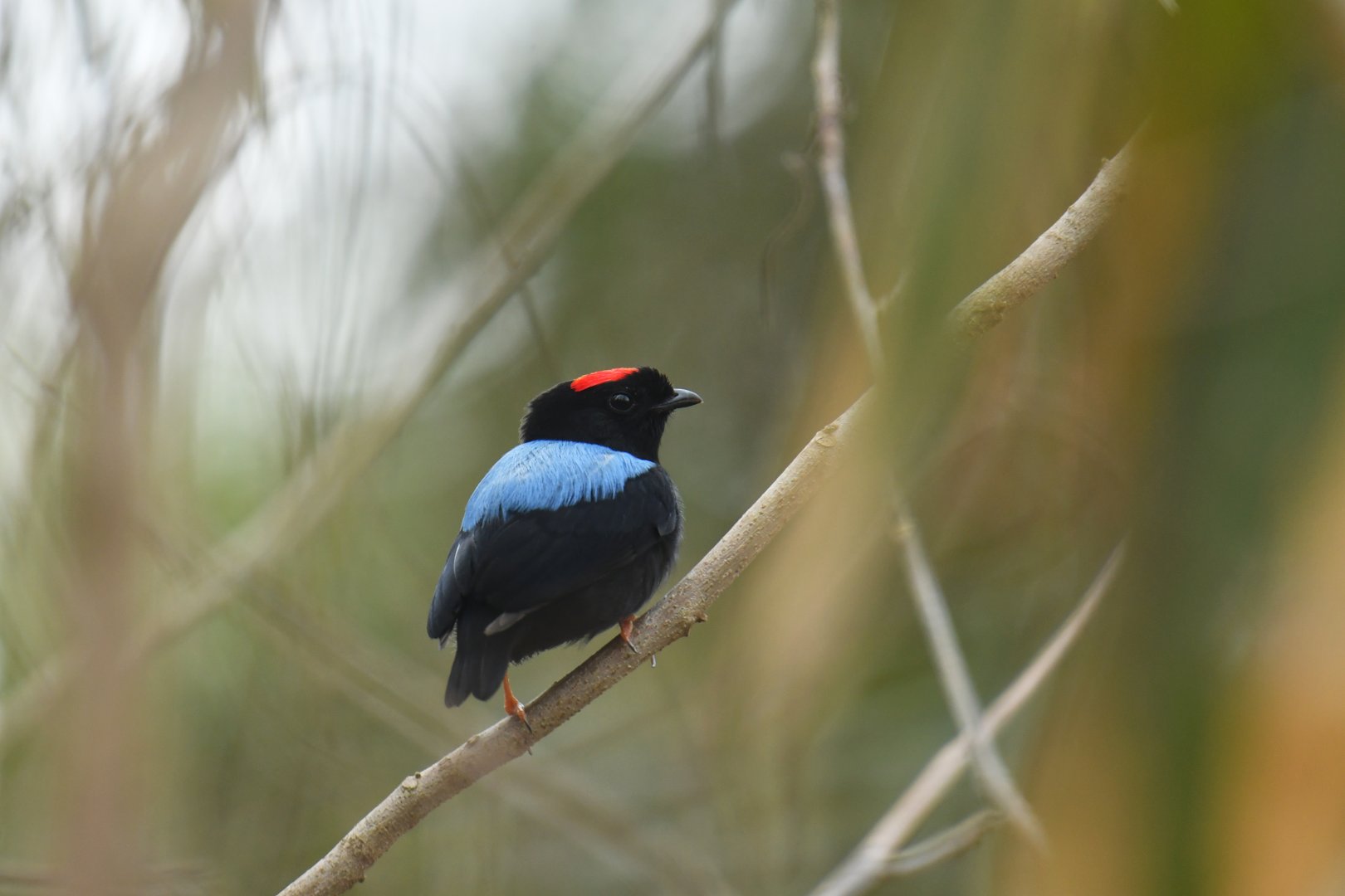 Blue-backed Manakin (Chiroxiphia pareola)