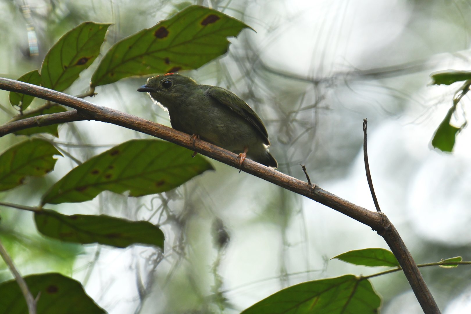 Blue-backed Manakin (Chiroxiphia pareola)