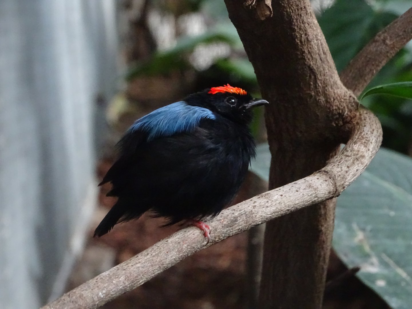 Blue-backed manakin (Chiroxiphia pareola)