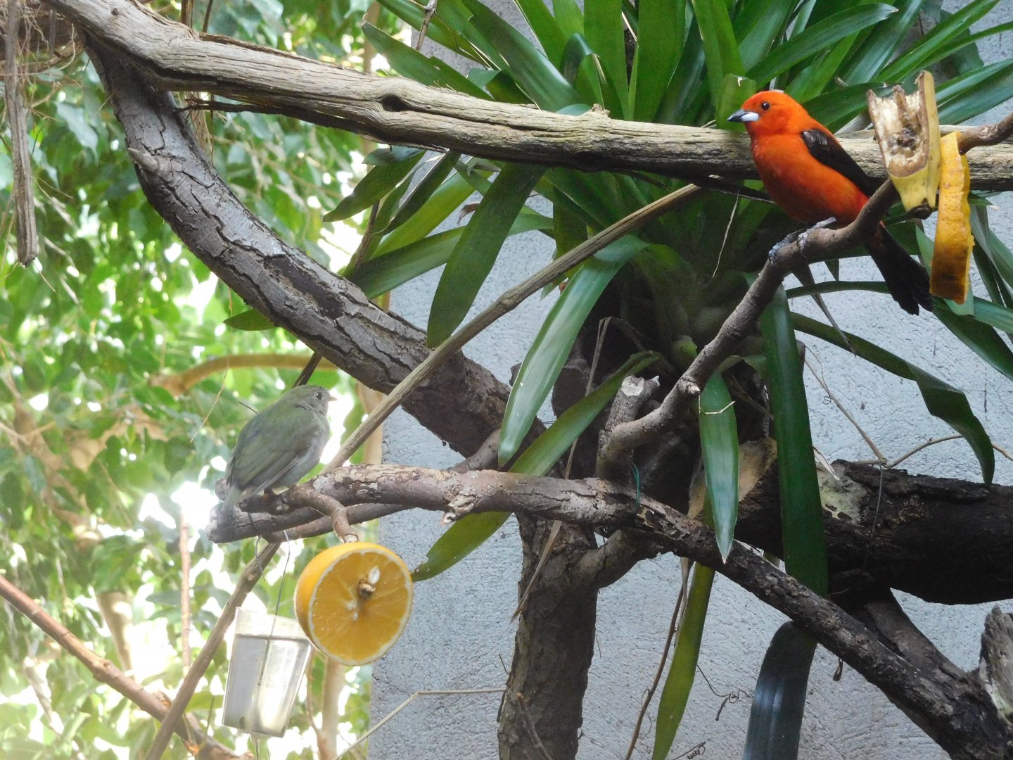 Blue-backed manakin (female) and Brazilian tanager