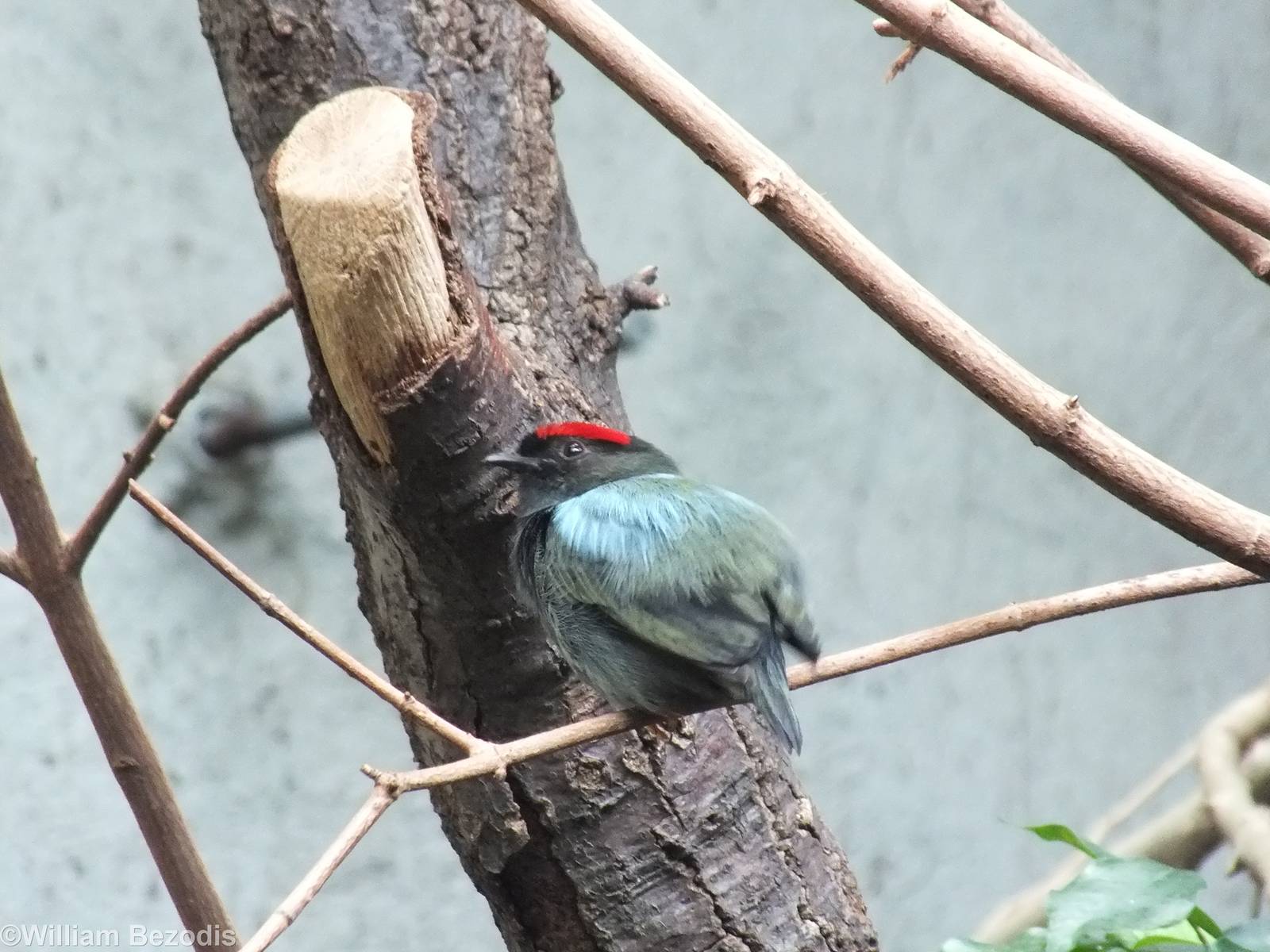 Blue-backed Manakin in South American Section of Bird house