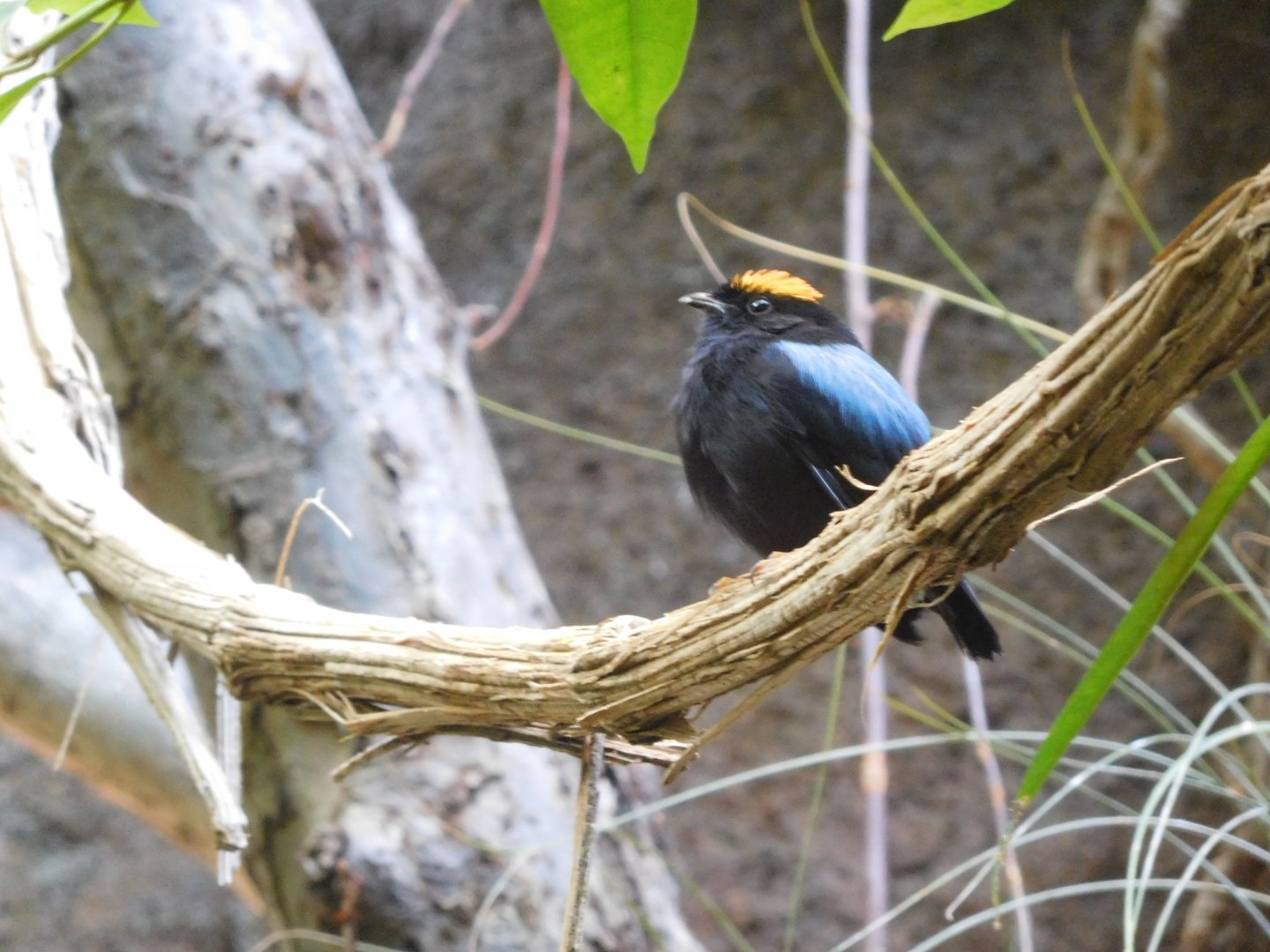Blue-backed manakin (male)
