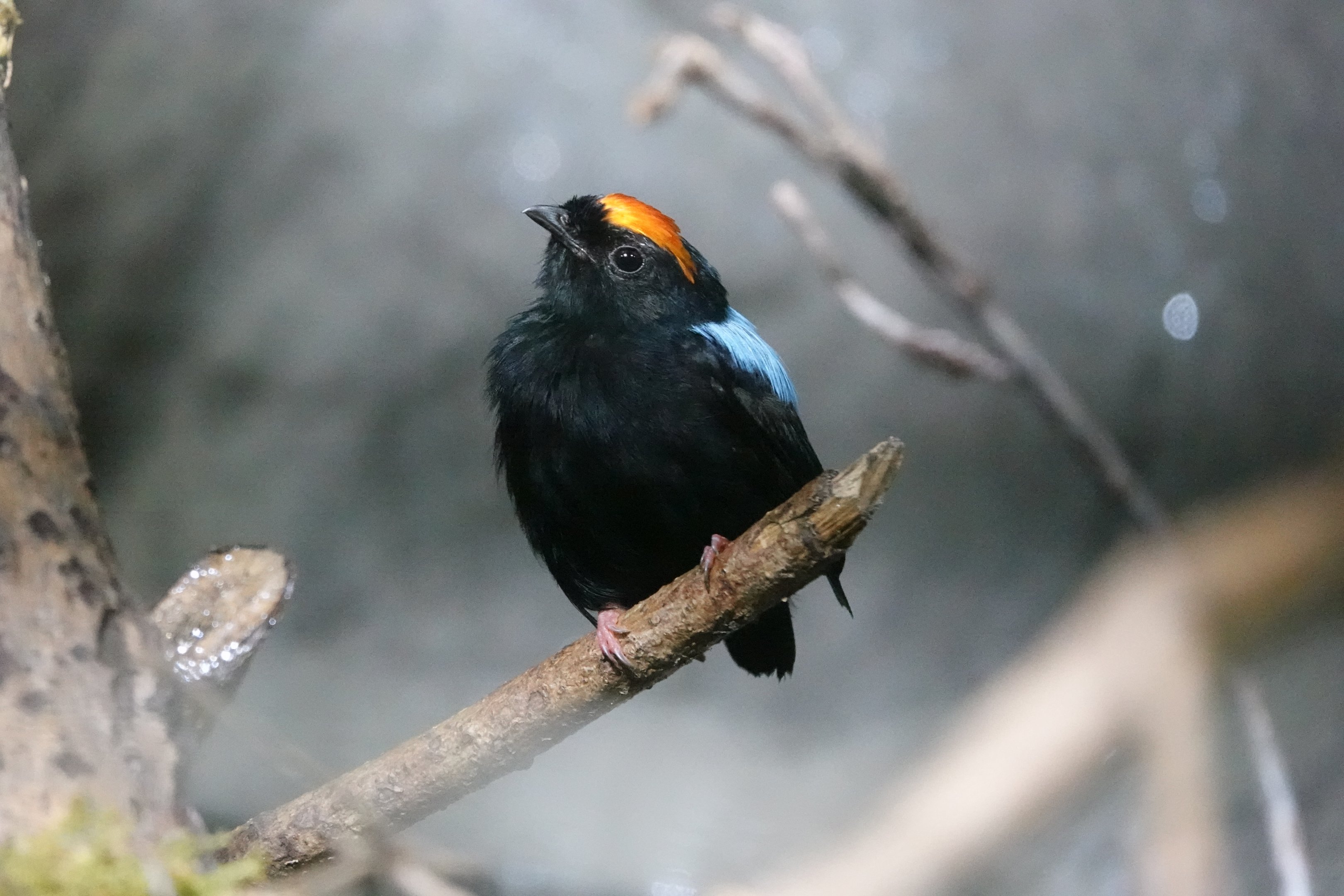 Blue-backed manakin
