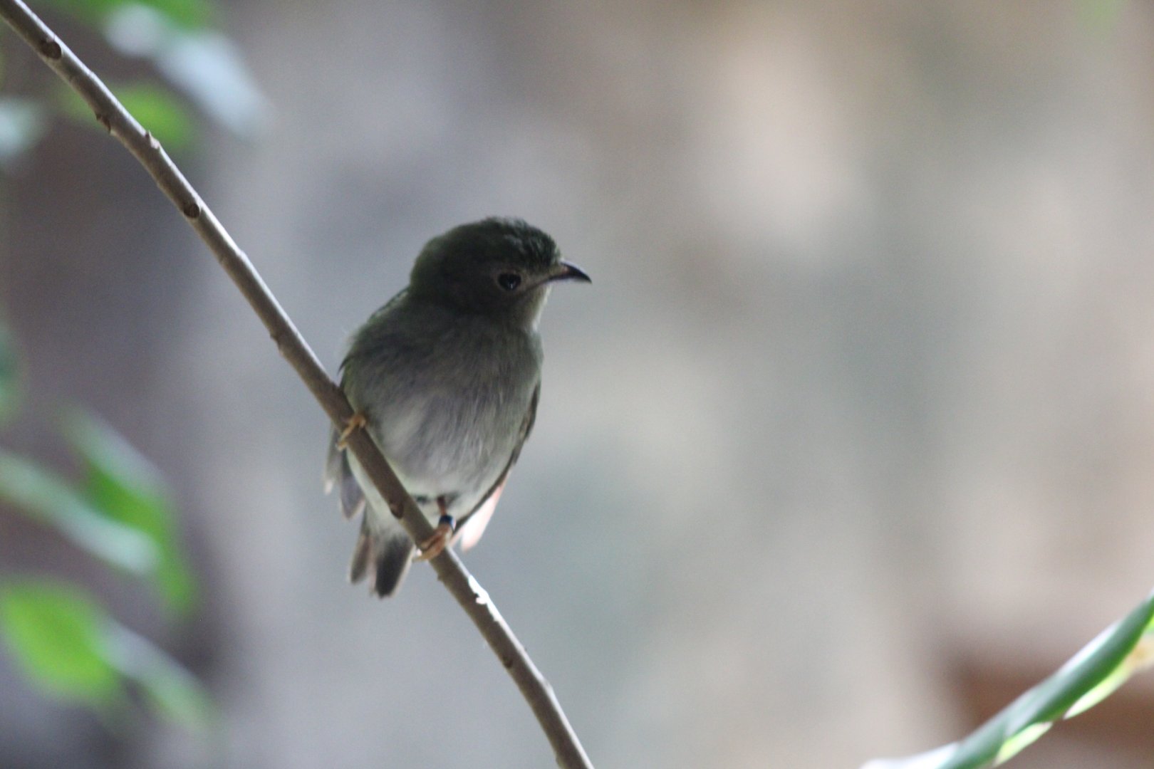 Blue-backed Manakin
