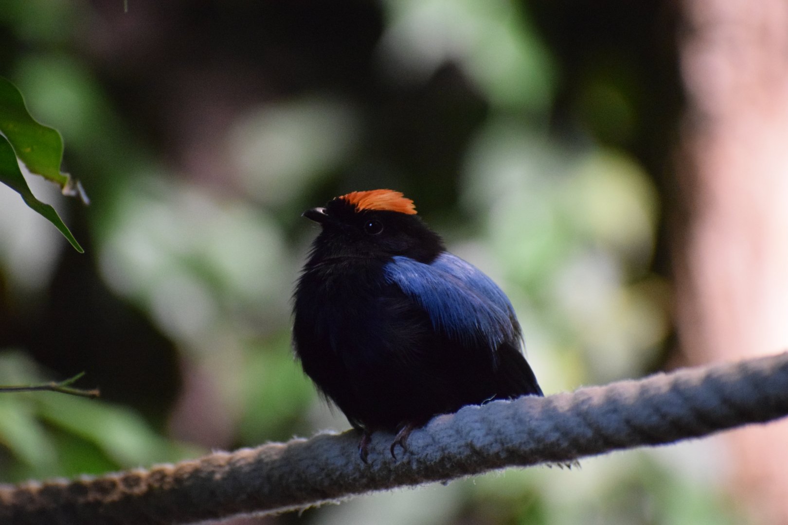 Blue-backed manakin