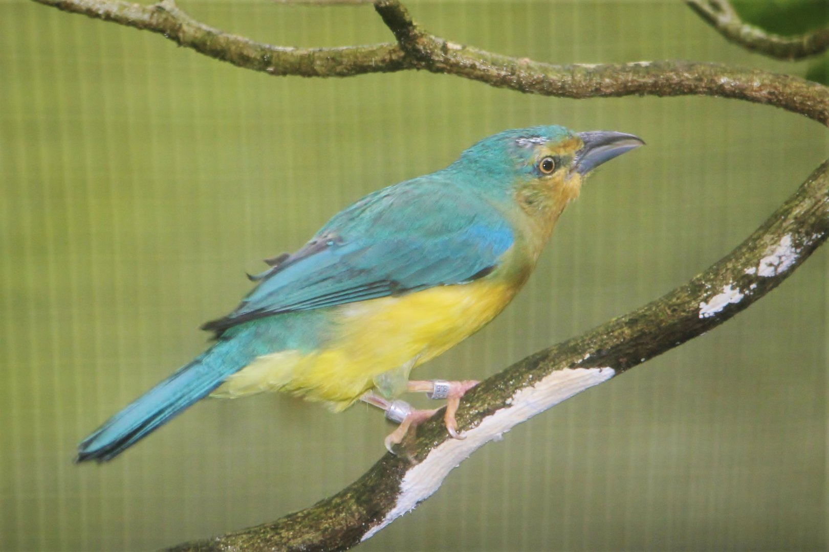 Blue-backed Tanager (Cyanicterus cyanicterus)
